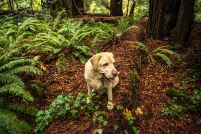 The Best Dog-Friendly Hikes in the Bay Area