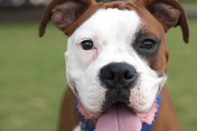The Top 6 Dog Parks Austin Residents Love