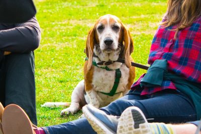 The Best Dog Parks in Brooklyn