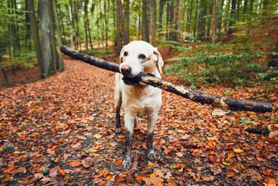 The Best Dog-Friendly Hiking Near NYC