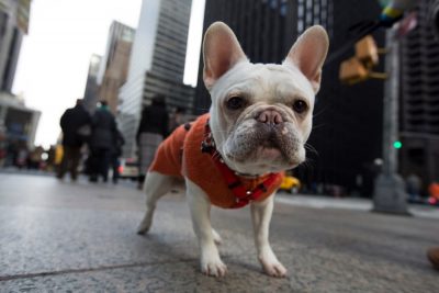 The Top 8 Dog Parks NYC Has to Offer