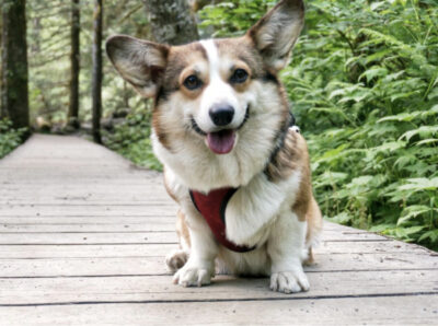 20 Fluffy Corgi Pictures You NEED In Your Life