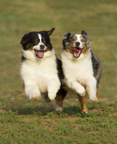 How to Take Photos of Dogs Who Won’t Sit Still