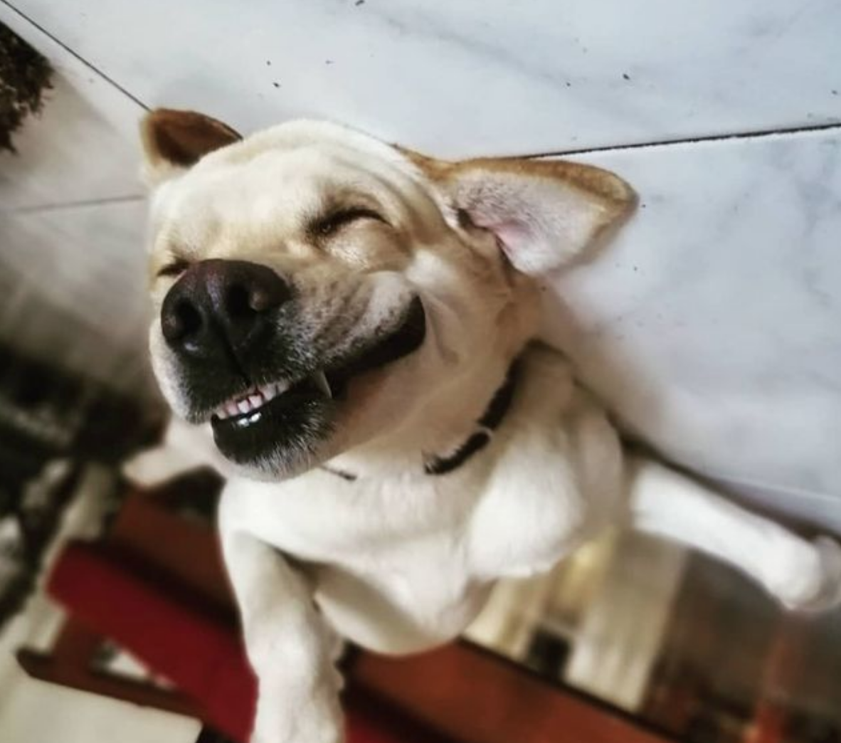 Dog Meme Face The Funniest Dog Faces On The Internet Great Pet Dog Meme Face The Funniest Dog Faces On The Internet Great Pet