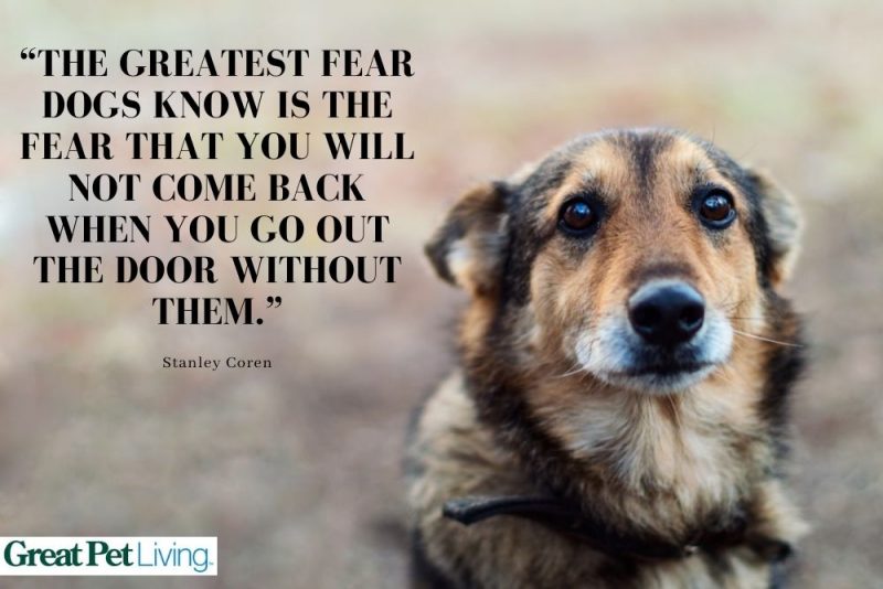 30 Dog Best Friend Quotes to Celebrate Your Bond Great Pet Living