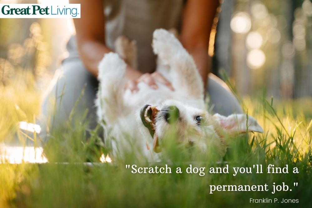 30 Dog Best Friend Quotes To Celebrate Your Bond Great Pet Living