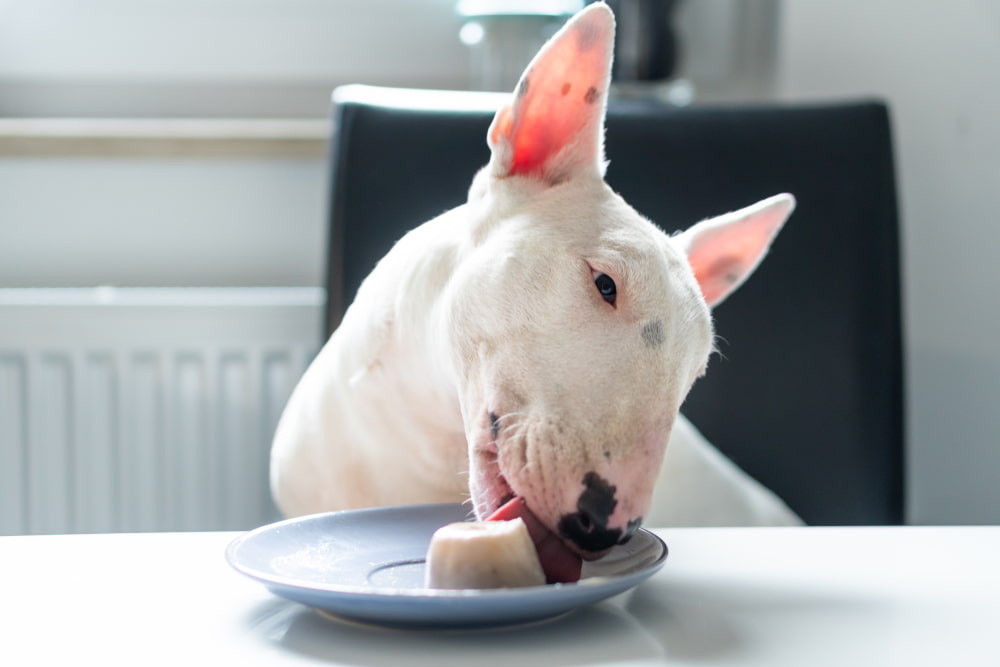 dog eating homemade ice cream