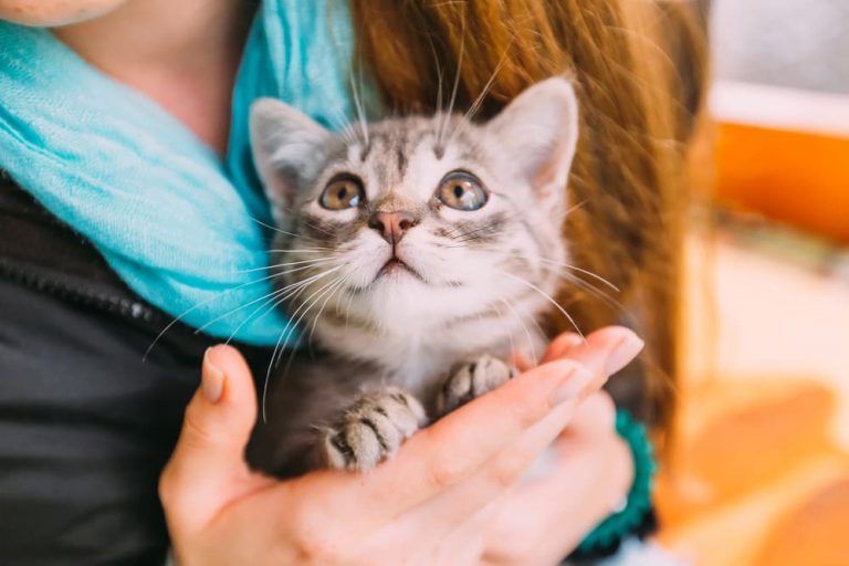 Woman holding small kitten