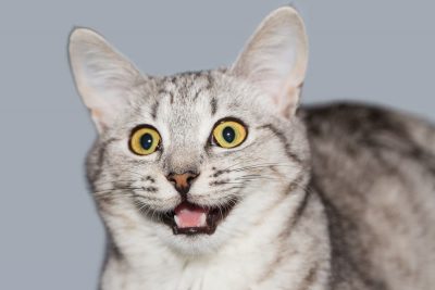 21 Funny Cat Quotes to Tickle Your Whiskers
