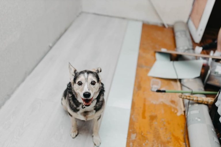 Dog on flooring during renovation