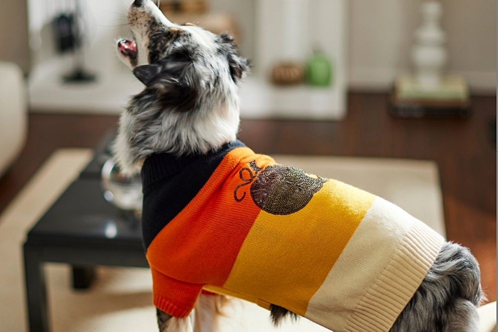 Sparkly pumpkin dog sweater
