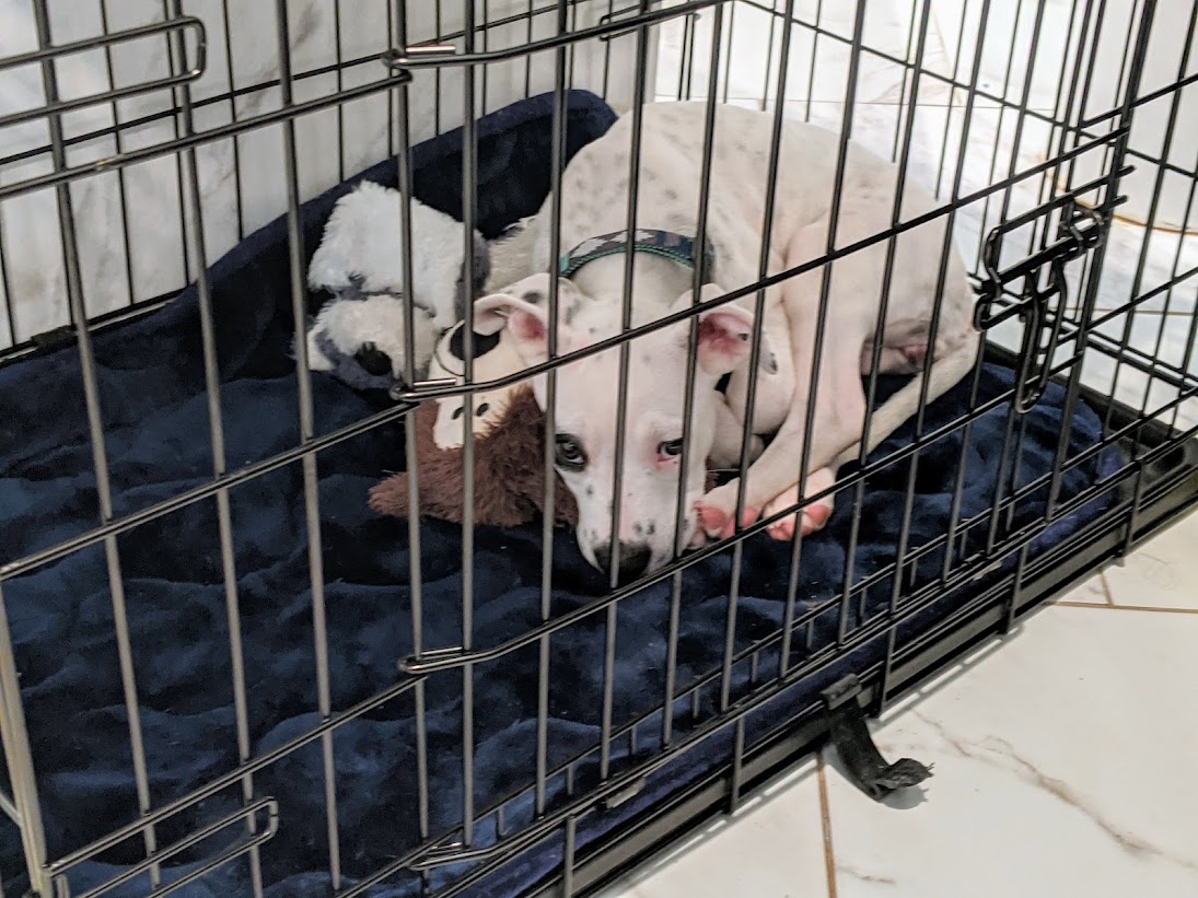 Foster Puppies 101 A HowTo Guide for Foster Parents Great Pet Living