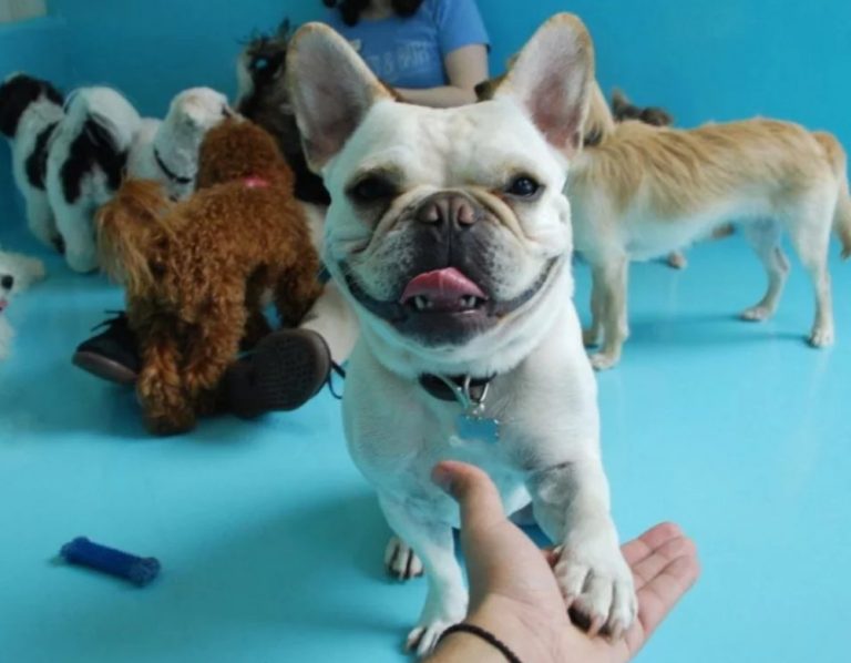 Best Dog Daycare in NYC 8 Safe and Fun Options Great Pet Living