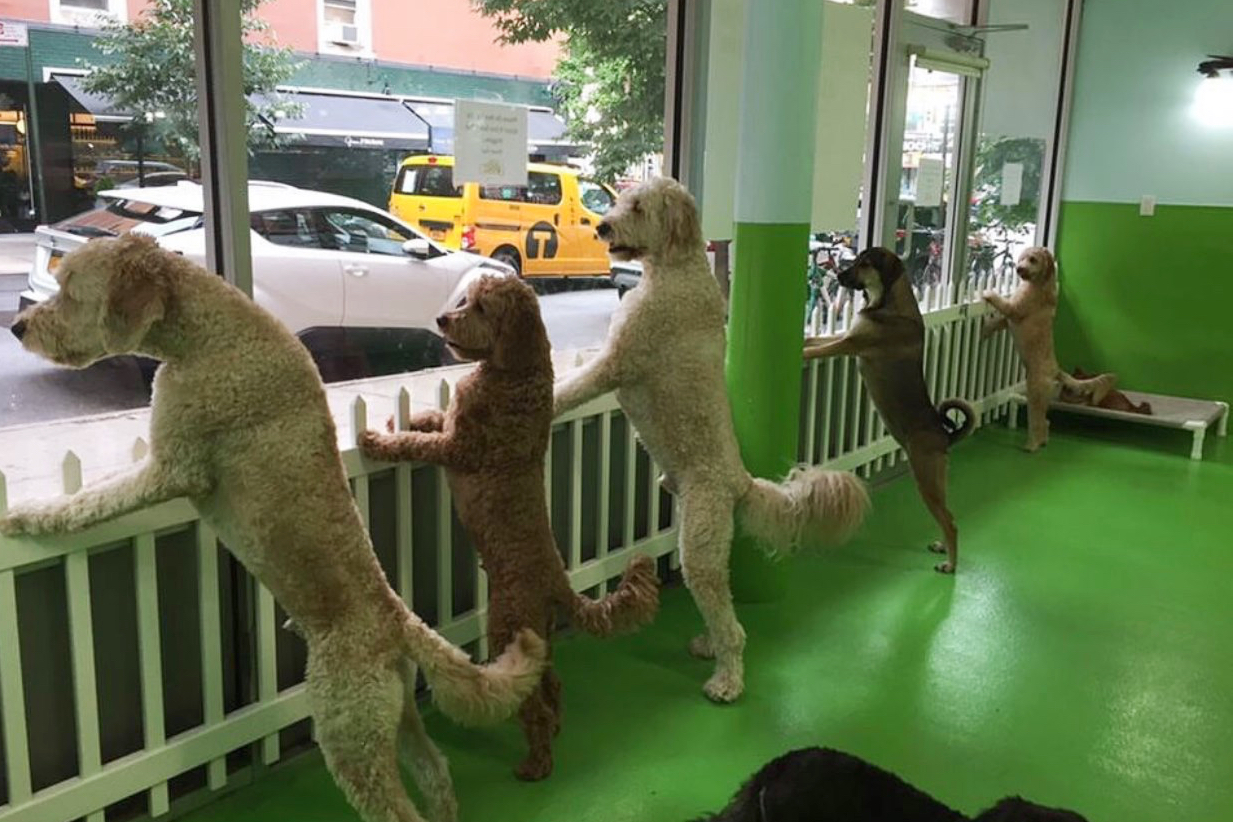 Best Dog Daycare in NYC 8 Safe and Fun Options Great Pet Living