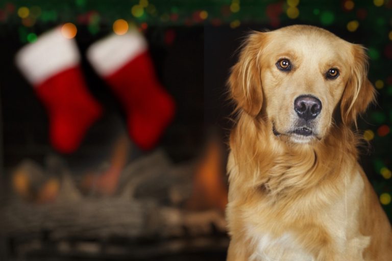 dog Christmas stockings