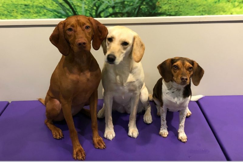 Best Dog Daycare in NYC 8 Safe and Fun Options Great Pet Living