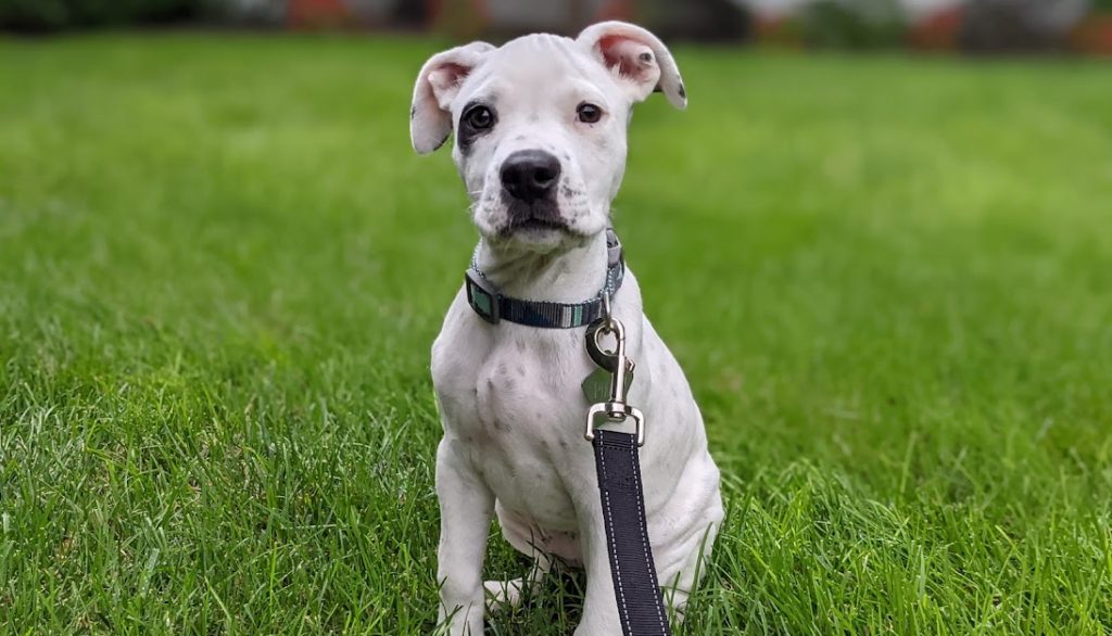 Foster Puppies 101 A How To Guide For Foster Parents Great Pet Living