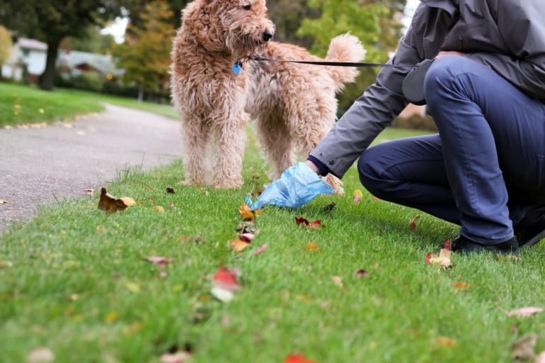 Dog poop sales clean up