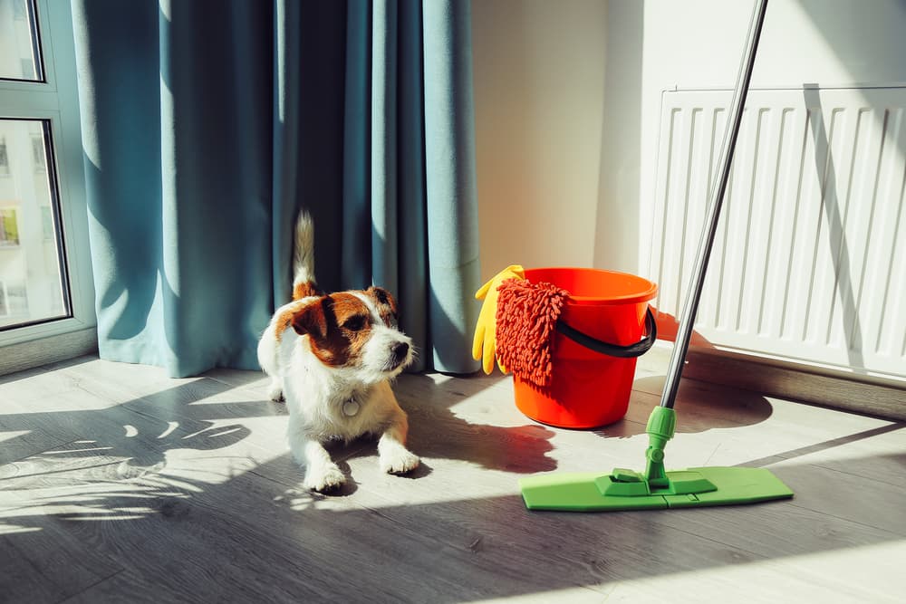 dog with cleaning supplies