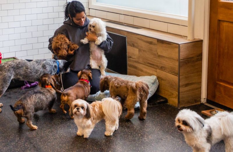 Best Dog Daycare in NYC 8 Safe and Fun Options Great Pet Living