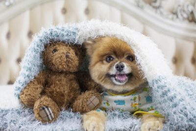 20 Dogs That Look Like Teddy Bears