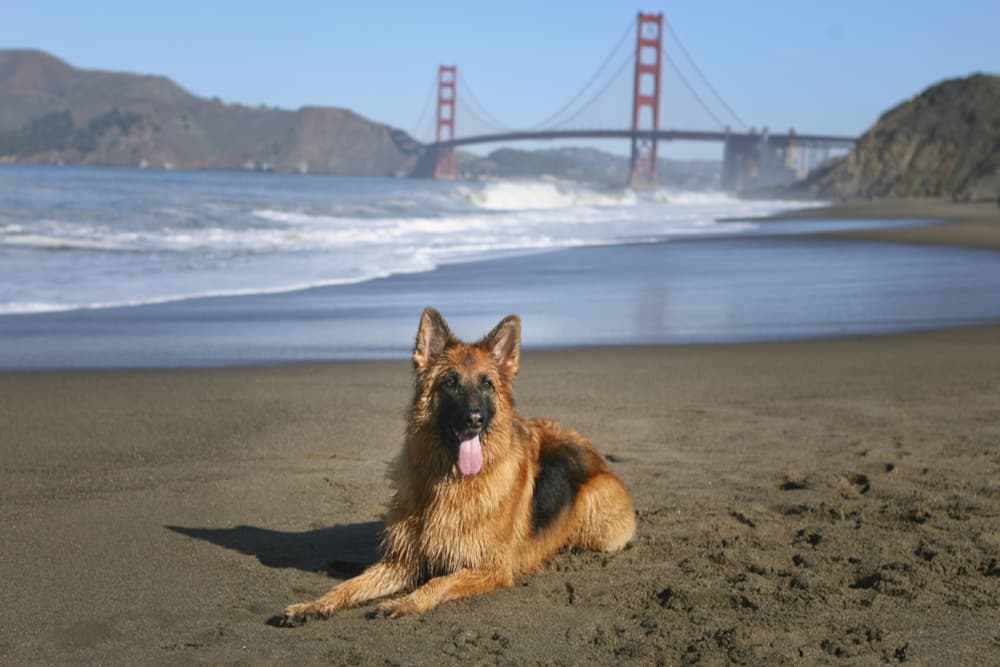 Dog by the San Francisco Bay