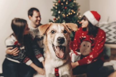 Dog Gift Quiz: The Perfect Present For Your Pup