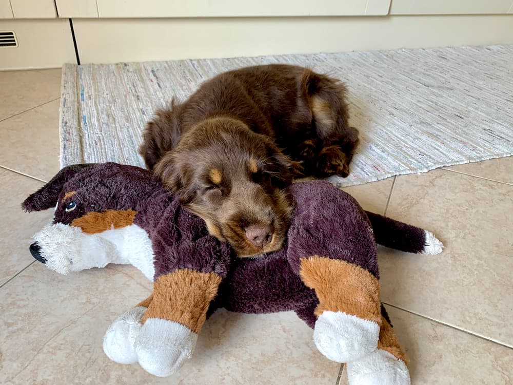 nap on stuffed animal