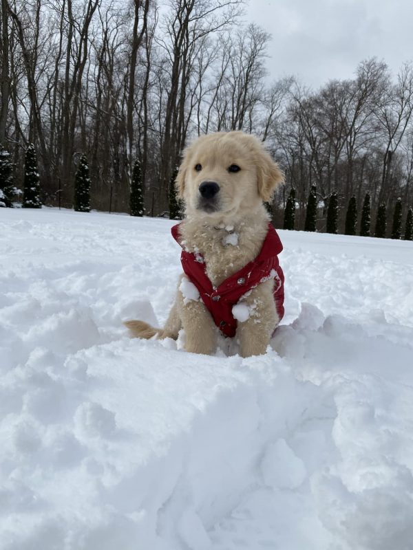 Dogs in Snow: 32 Pups Winning at Winter - Great Pet Living