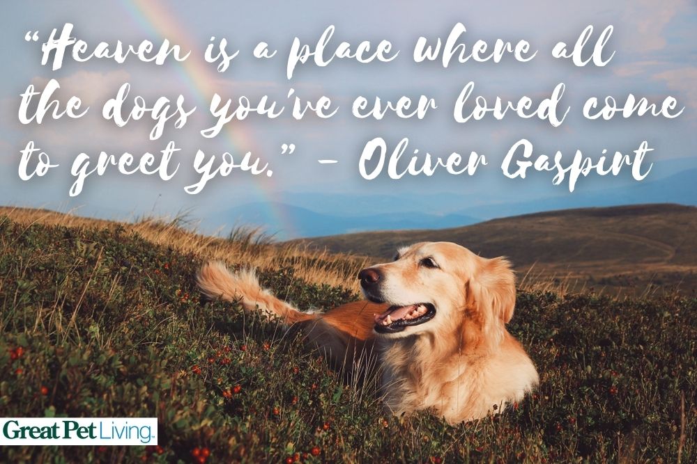 dogs in heaven quotes