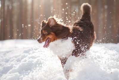 Dogs in Snow: 32 Pups Winning at Winter