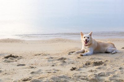 The Coolest Dog-Friendly Beaches Los Angeles Has to Offer