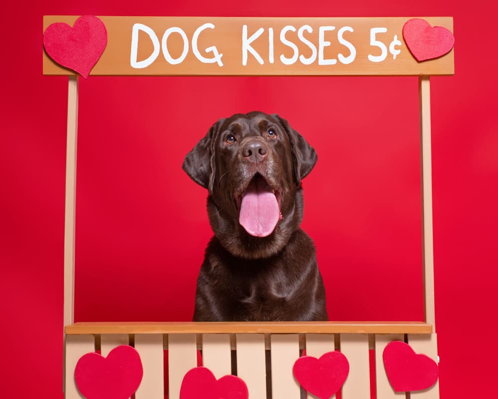 Dog at a kissing booth