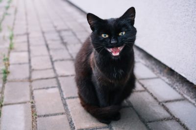 17 Incredible Black Cat Pictures