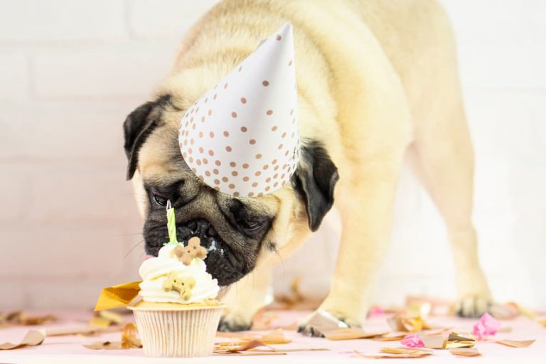 Dog eating special cupcake