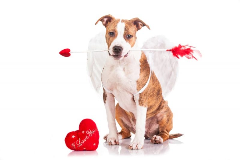 61 Dog Valentine Puns and Sayings to Show Your Love Great Pet Living