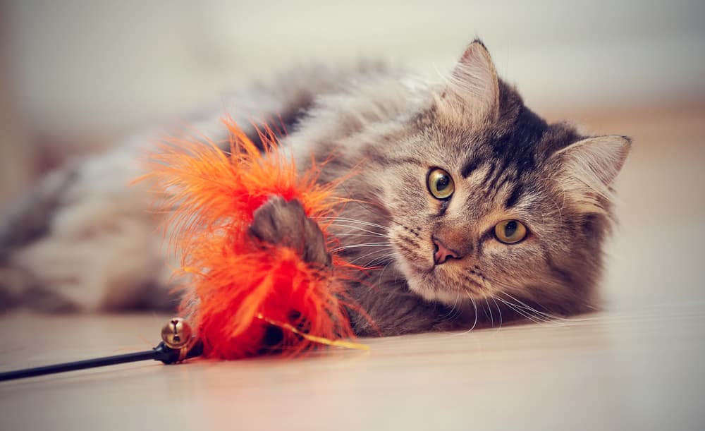 Cat playing with wand toy