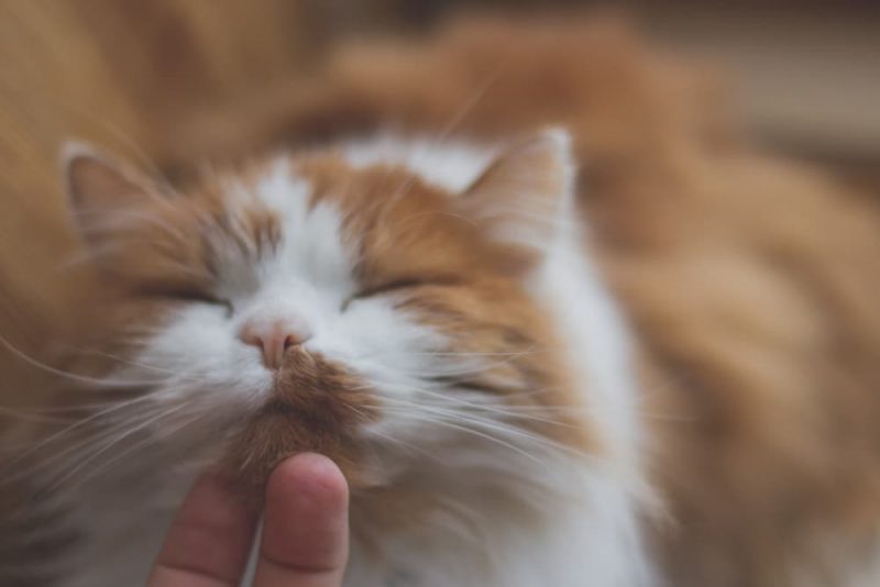 Do Cats Like Kisses? Great Pet Living