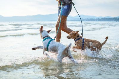 11 Best Dog-Friendly Beaches in Florida