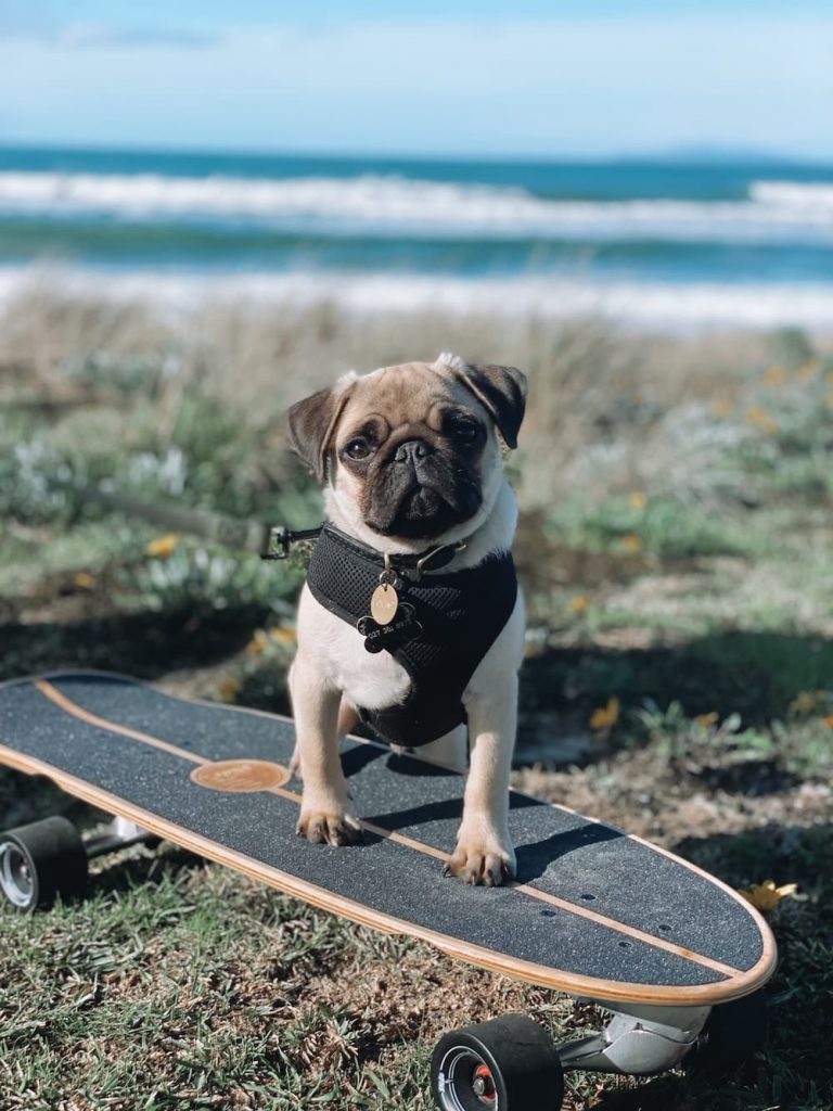 Pug on a skateboard