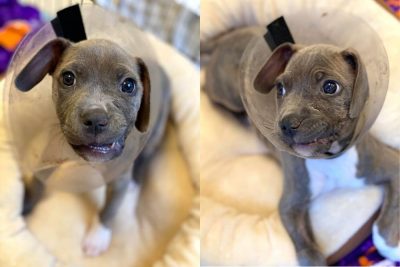 Eloise the Invincible: Puppy Shot in Face Is Beating All the Odds