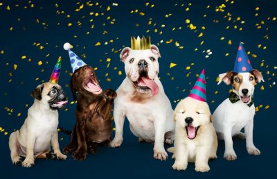32 Dog Birthday Quotes to Celebrate Pups and Pet Lovers