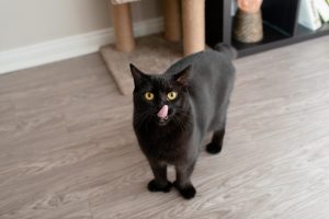Cat With Timbs Cats With Thumbs: All About Polydactyl Cats - Great Pet Living