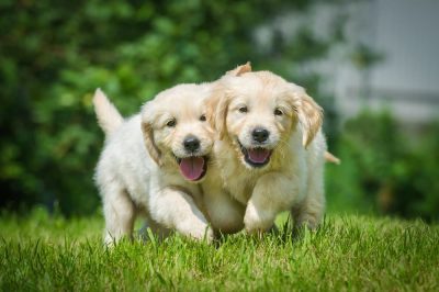 75 Puppy Puns That Will Keep You Barking