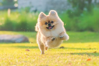 24 Pictures of Small Dogs with Big Personalities