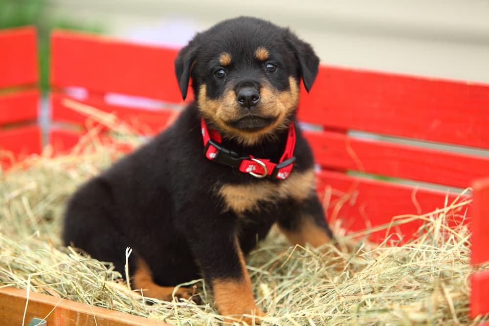 little puppy sits cute