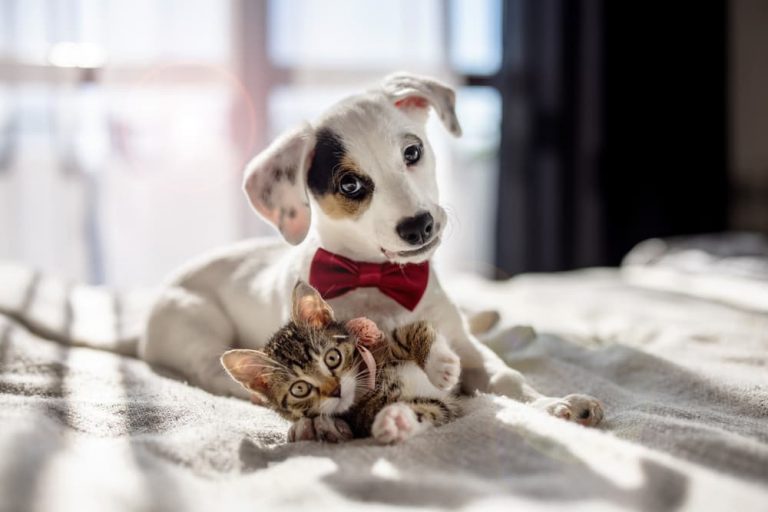 Cute dog and cat