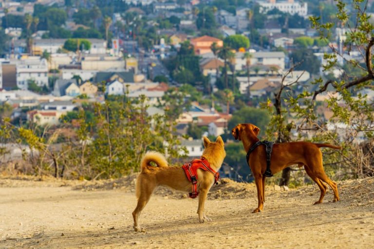 Two dogs on a hike in LA