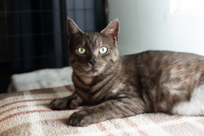 Cats With Thumbs All About Polydactyl Cats Great Pet Living