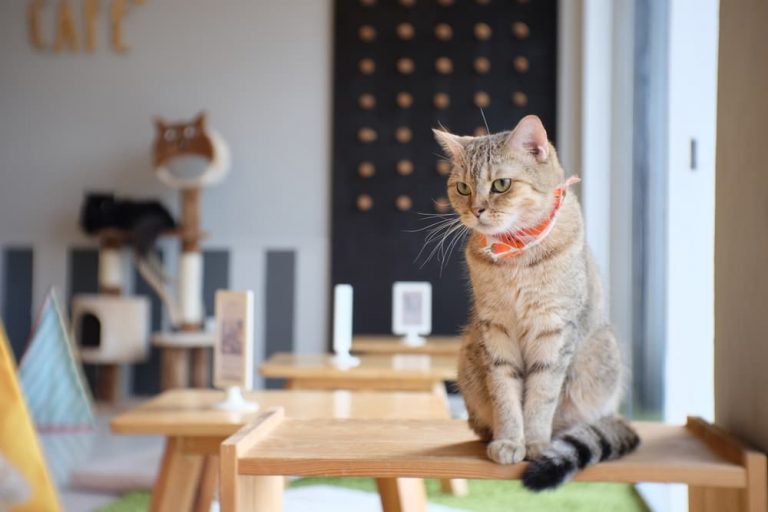 Cat sitting in a cat cafe